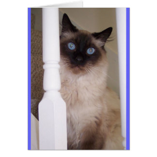 Blue Öga Hälsningskort