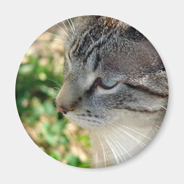 Blue Öga Kattunge Magnet (Framsidan)