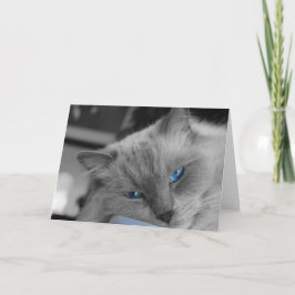 Blue Öga Kort