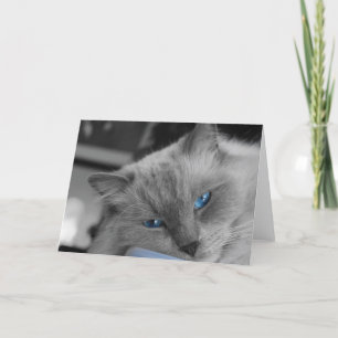 Blue Öga Kort