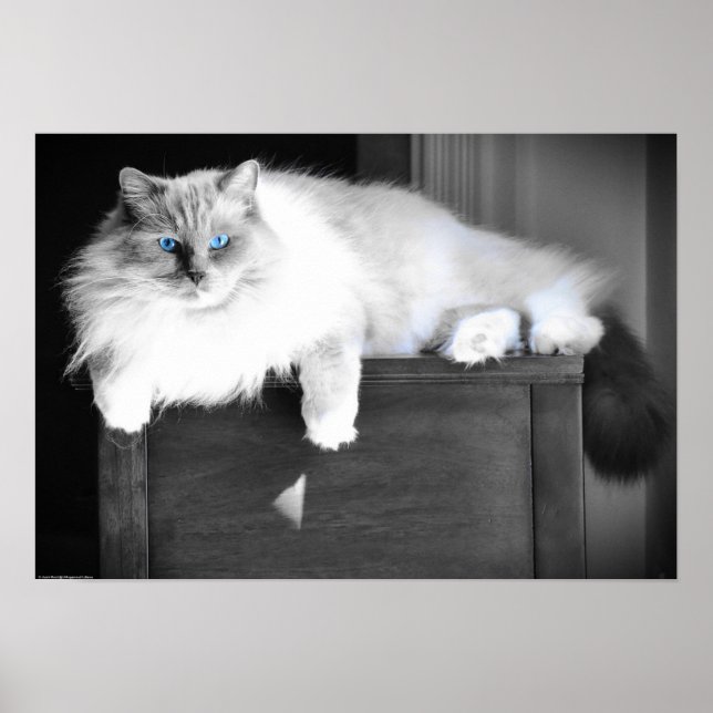 Blue Öga, Poster (Framsidan)