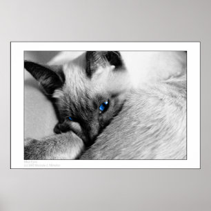 Blue Öga Poster