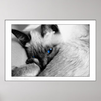 Blue Öga Poster