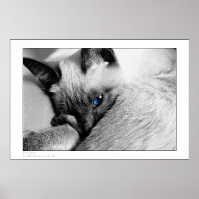 Blue Öga Poster (Framsidan)