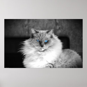 Blue Öga, Poster