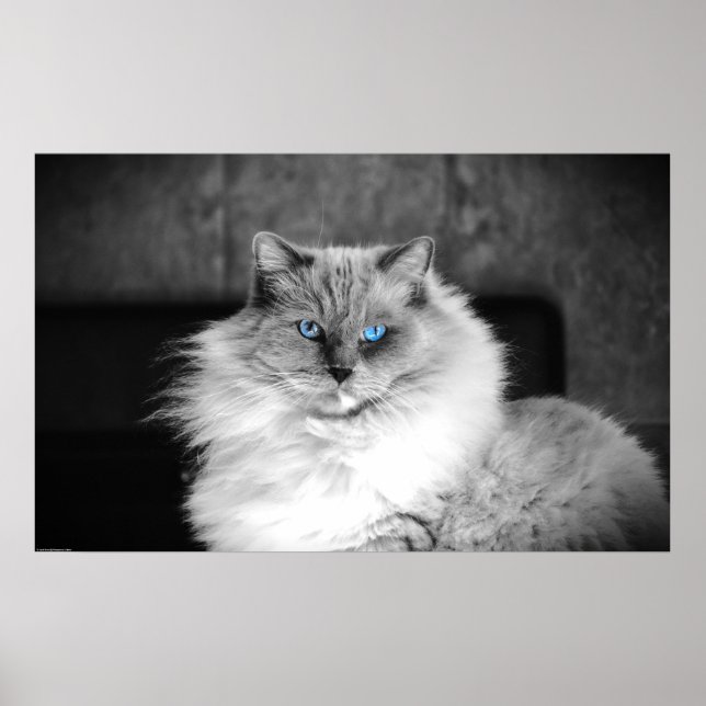 Blue Öga, Poster (Framsidan)