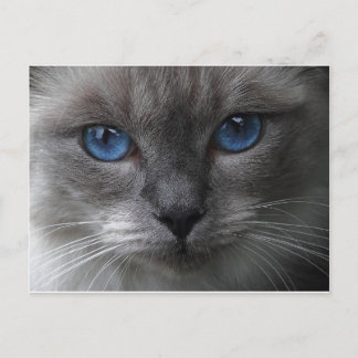 Blue Ögon Vykort