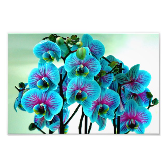 Blue Orchid Flower Bouquet Fototryck (Framsidan)