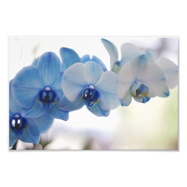 Blue Orchids Fototryck (Framsidan)