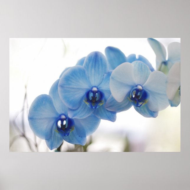 Blue Orchids Poster (Framsidan)