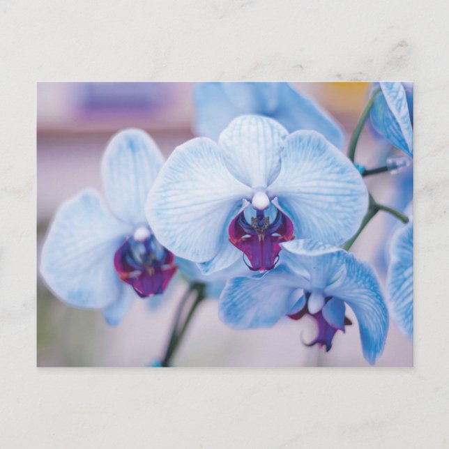 Blue Orchids Vykort (Framsida)