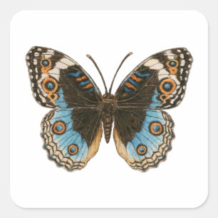 Blue Pansy Butterfly Fyrkantigt Klistermärke