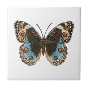 Blue Pansy Butterfly Kakelplatta