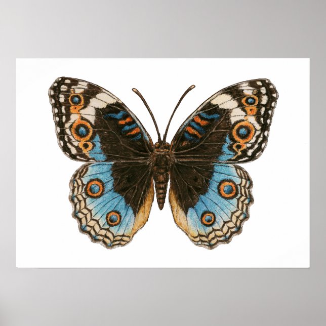 Blue Pansy Butterfly Poster (Framsidan)