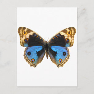 Blue Pansy Butterfly Vykort