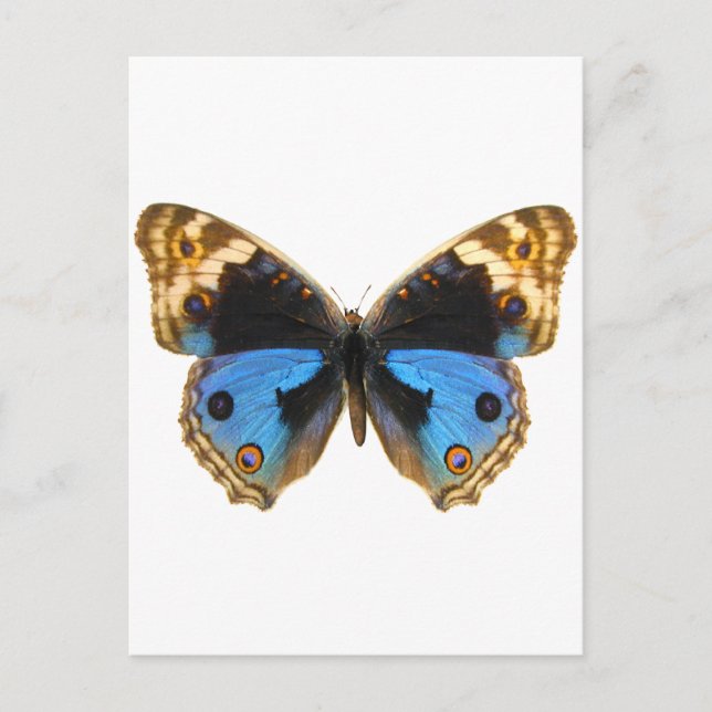 Blue Pansy Butterfly Vykort (Framsida)