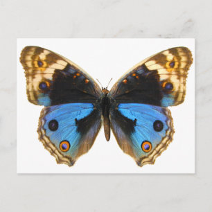 Blue Pansy Butterfly Vykort