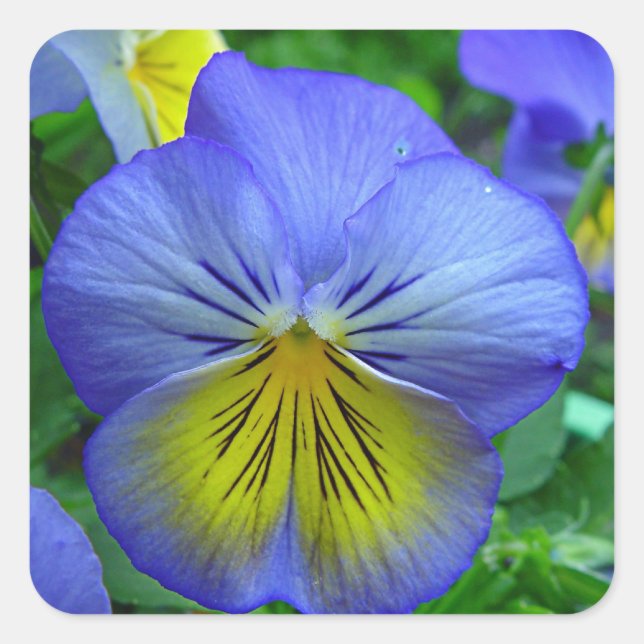 Blue Pansy Fyrkantigt Klistermärke (Framsida)