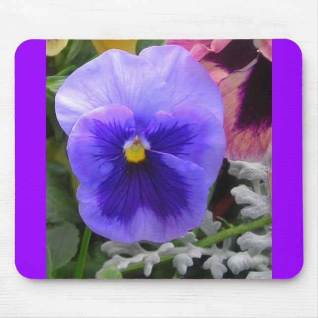 Blue Pansy Musmatta (Framsidan)