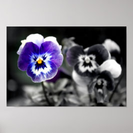 Blue Pansy Pansies Violas Summer Flowers Poster