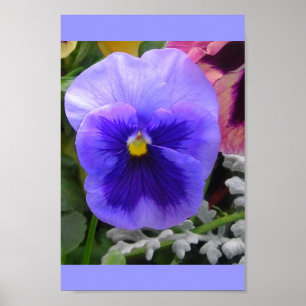 Blue Pansy Poster