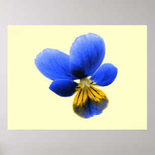 Blue Pansy Skriv ut Poster