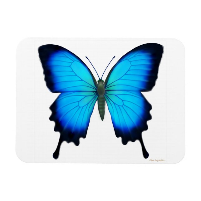 Blue Papilio Ulyssses Butterfly Premium Magnet (Horisontell)