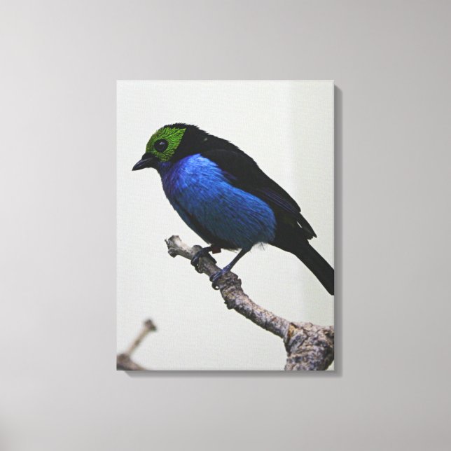 Blue Paradise Tanger Wrapped Canvas (Framsida)