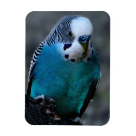 Blue Parakeet Magnet