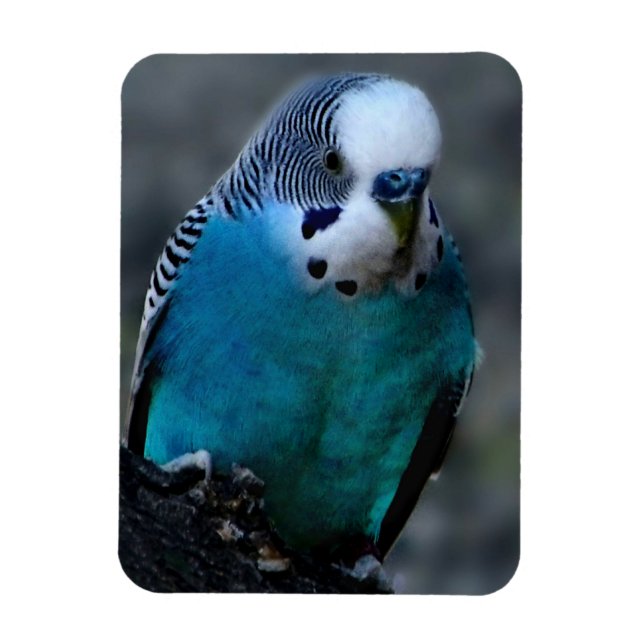 Blue Parakeet Magnet (Vertikal)