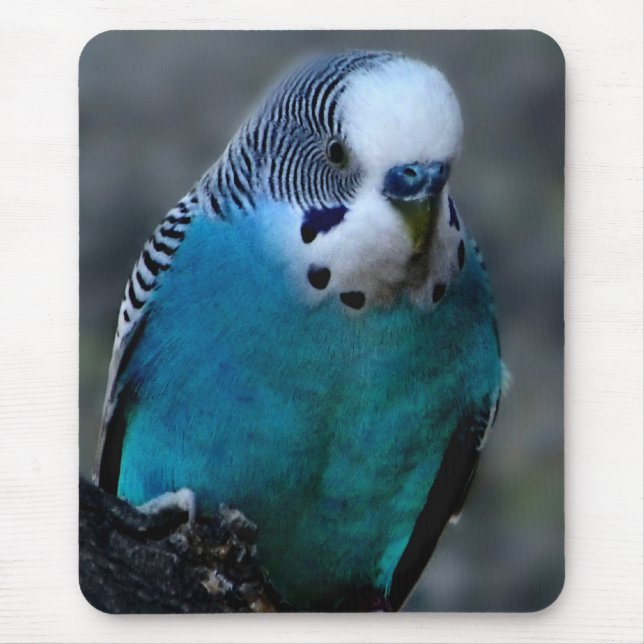 Blue Parakeet mousepad Musmatta (Framsidan)
