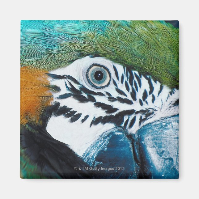 Blue Parrot Magnet (Framsidan)