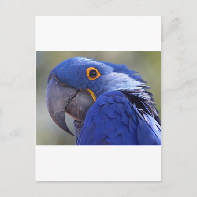 Blue Parrot Vykort (Framsida)