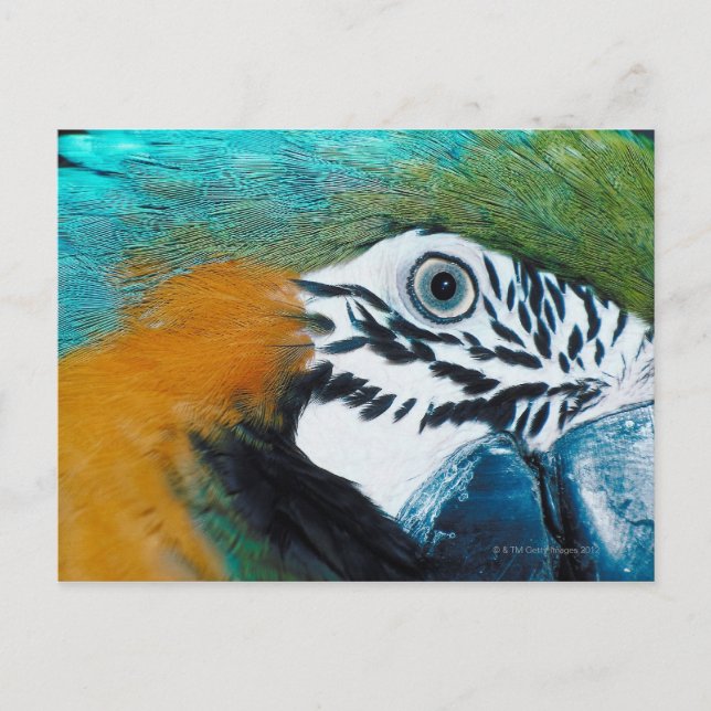 Blue Parrot Vykort (Framsida)