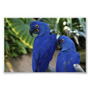 Blue Parrots Photo Fototryck