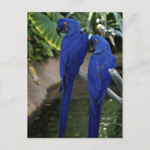 Blue Parrots Photo Postcard Vykort