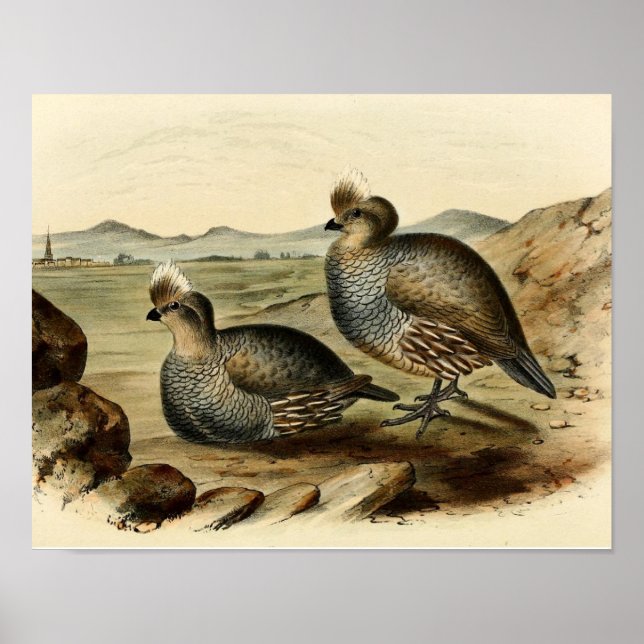 Blue Partridge Poster (Framsidan)