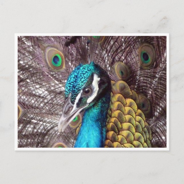 Blue peace ansikte vykort (Framsida)