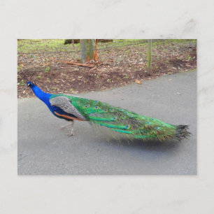 Blue Peacock #2 vykort