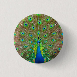 Blue Peacock #3-knapp Knapp