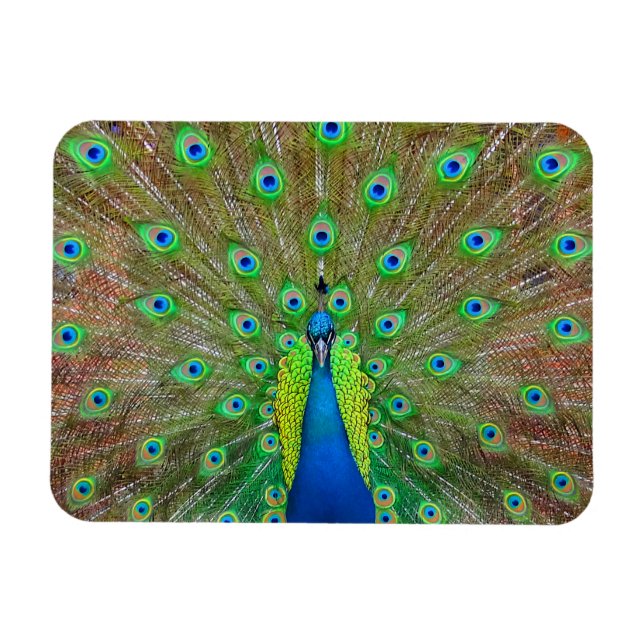 Blue Peacock #3 Magnet (Horisontell)