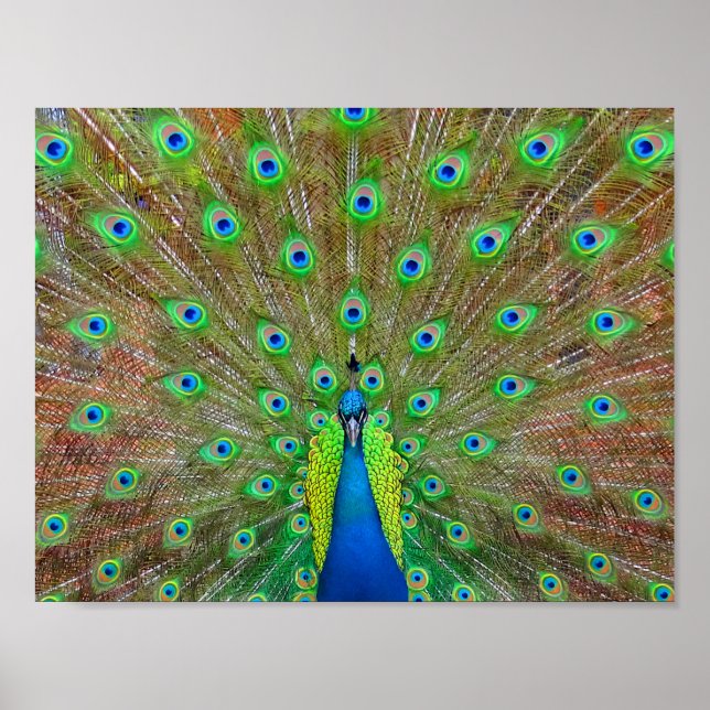 Blue Peacock #3 Poster (Framsidan)