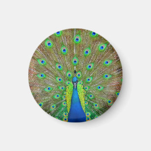 Blue Peacock #3 Round Magnet