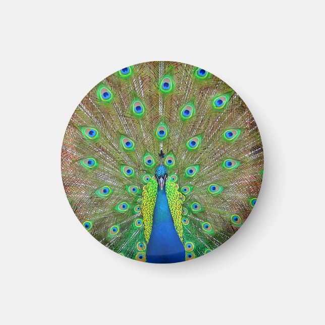Blue Peacock #3 Round Magnet (Framsidan)