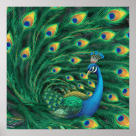 Blue Peacock Bird Poster
