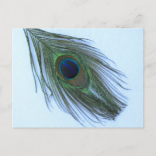 Blue Peacock Feather Vykort
