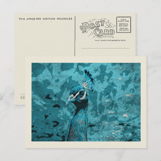 Blue Peacock porträtt, peafowhane Vykort (Fram/baksida)