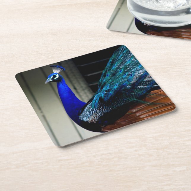 Blue Peacock Underlägg Papper Kvadrat (Vinklad)