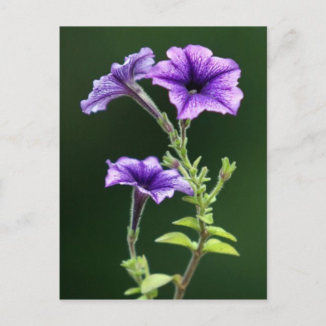 Blue Petunia Vykort (Framsida)