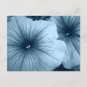 Blue Petunias Vykort
